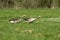 Greylag geese