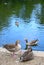 Greylag geese Anser anser by a lake