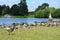 Greylag Geese by The Dog of Alcibiades, Petworth House, West Sussex, England.