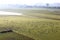 Greylag geese in dutch river landscape, Brummen