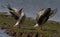 Greylag Geese Exercising