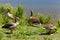 Greylag geese family summer idyll at river bank