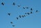 Greylag Geese flying in a classic v formation