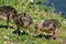 Greylag Geese Goslings - Anser anser feeding close to the waters edge.