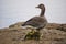 Greylag geese with goslings in West Stow Country Park, Suffolk