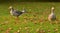 Greylag geese grass autumn leaves