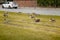 Greylag Geese on a green meadow in city, tram rails, summer, Birds on the territory near residential areas, Eco friendly