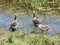 Greylag geese in Lake with green reeds and grass