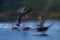 Greylag Geese Landing On Water