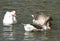Greylag geese mating on a river