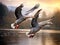 Greylag geese pair flying together. Anatidae