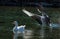 Greylag Geese Playtime on the Lake