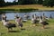 Greylag and Geese by Pond, Petworth House, West Sussex, England.