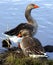 Greylag Geese On the Shore of a Lake