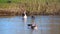 Greylag geese swim in a  small calm pond in northern Germany