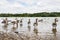 Greylag Geese wading