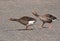 Greylag Geese walking the walk