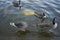 Greylag geese in the water