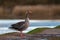 Greylag goose