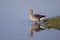 Greylag Goose