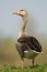 Greylag goose