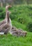 Greylag Goose