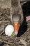 Greylag Goose