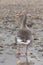 Greylag goose