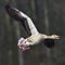 Greylag goose