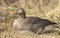 Greylag goose