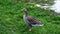 Greylag Goose