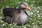 Greylag Goose