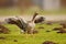 Greylag Goose (Anser anser)