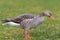 Greylag goose - Anser anser