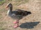 Greylag goose, Anser anser, adult, stands on sandy ground