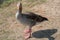 Greylag goose, Anser anser, adult, stands on sandy ground