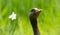 Greylag Goose (Anser anser) and Daffodil
