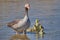 The greylag goose Anser anser. Female of gooslings in Nationalpark Neusiedler See