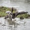 Greylag Goose Anser Anser flapping its wings on lake in Springti