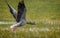 Greylag goose (Anser anser) Flying