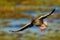 Greylag Goose, Anser anser, flying bird in the nature habit, action scene with open wings, Swden