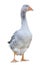 Greylag goose anser anser frontal shot, isolated on white background