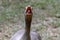 Greylag goose anser anser hissing to protect flock