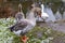 Greylag goose or Anser anser with its head tilted down with three geese and a pond in the blurred background