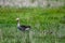 Greylag goose, Anser anser. Lake Neusiedl - Seewinkel National Park, Austria