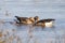 Greylag goose Anser anser in mating process. Slow motion 4x