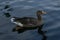 Greylag Goose / Anser anser portrait, swimming on a calm lake, side view