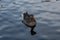 Greylag Goose / Anser anser portrait, swimming on a lake with reflections on water surface