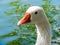 Greylag goose Anser anser in profile, Western Springs Pond, Au