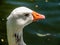 Greylag goose Anser anser in profile, Western Springs Pond, Au